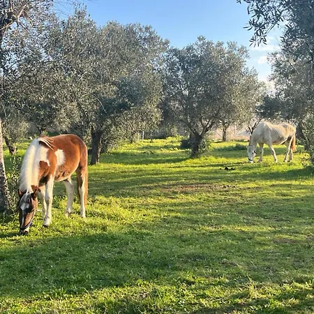 L'orto Di Chef *